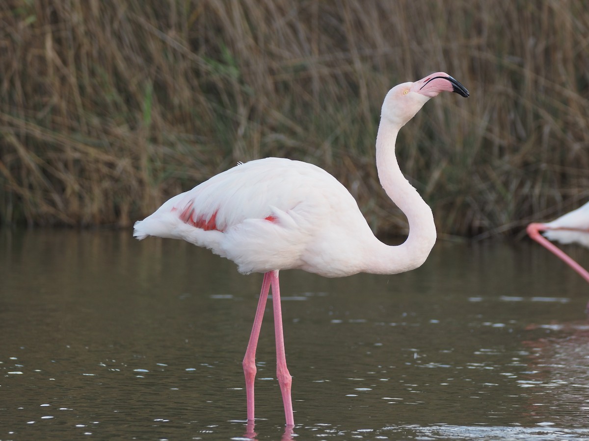 Flamingo - ML646091429