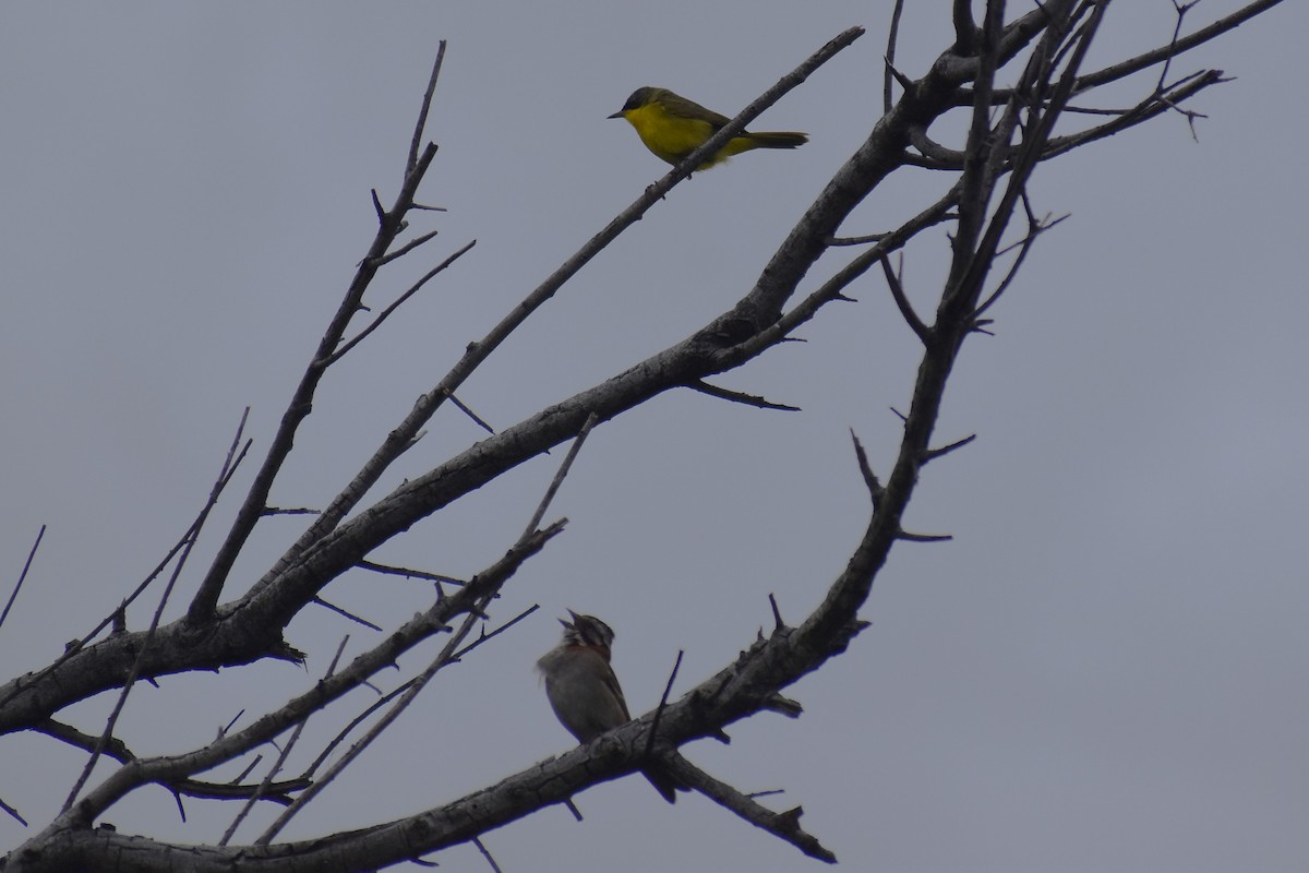 Kızıl Enseli Serçe - ML646091431