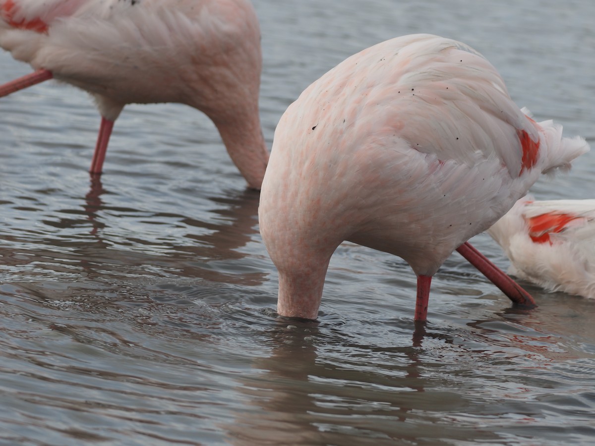 Flamingo - ML646091462