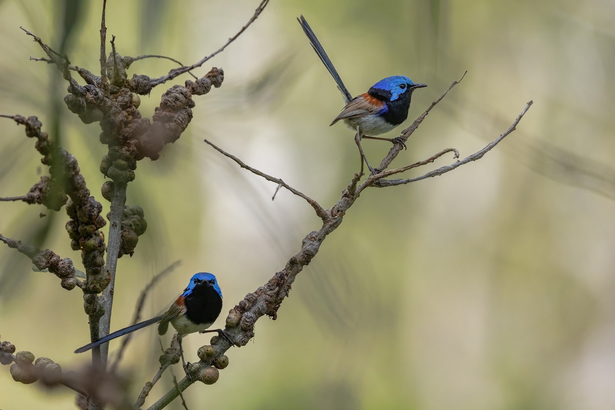 Variegated Fairywren - ML646091464