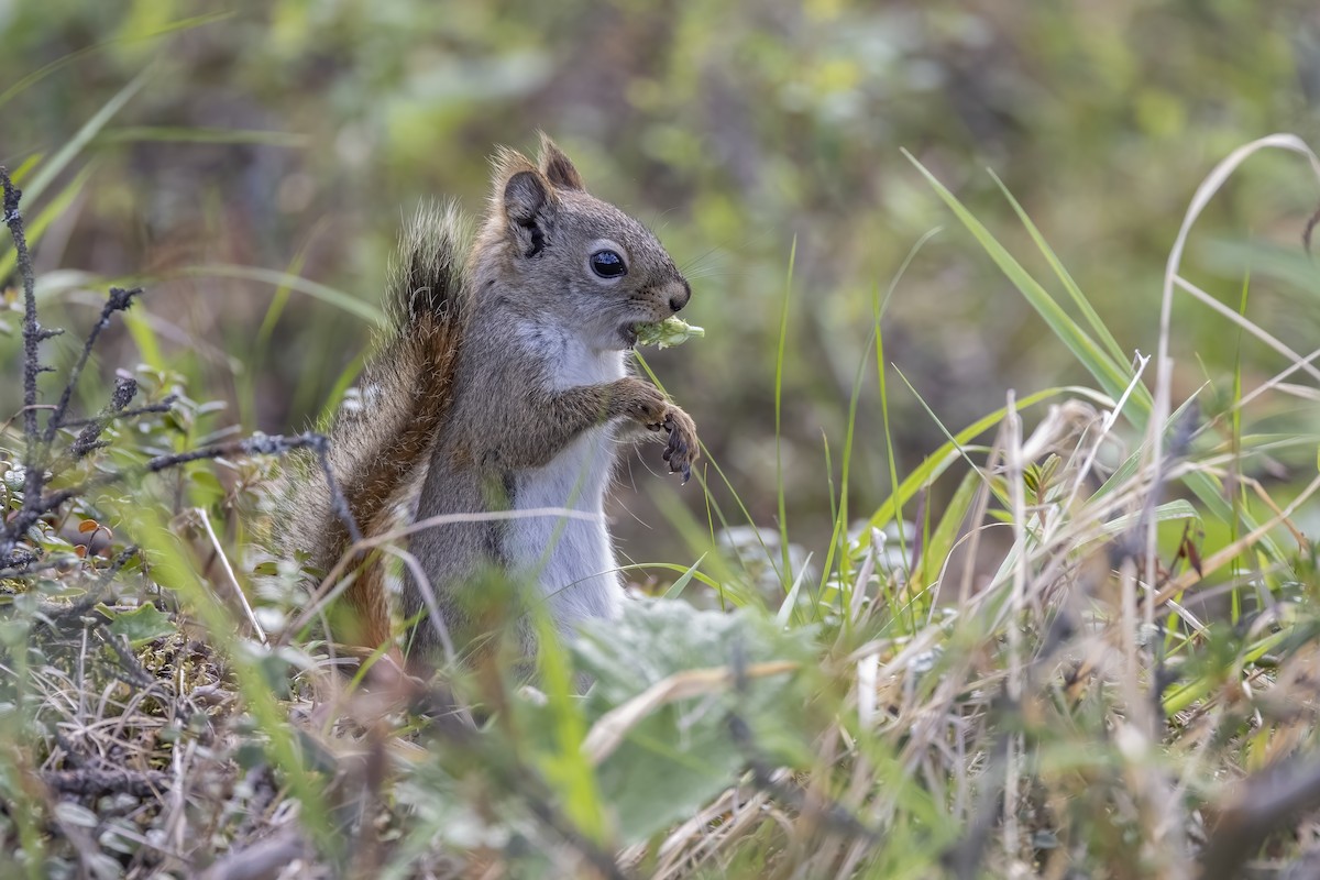 American Red Squirrel - ML646091467