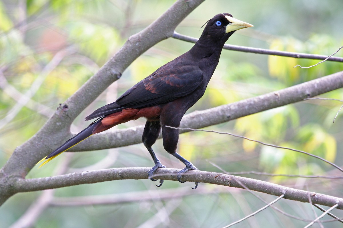 soldatoropendola - ML646091469