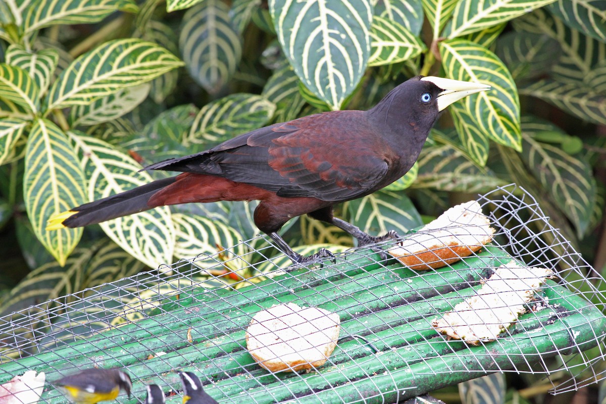 soldatoropendola - ML646091472