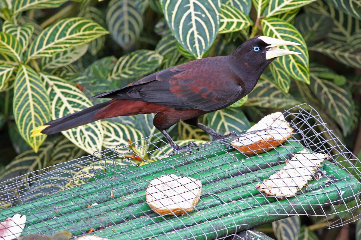 soldatoropendola - ML646091473