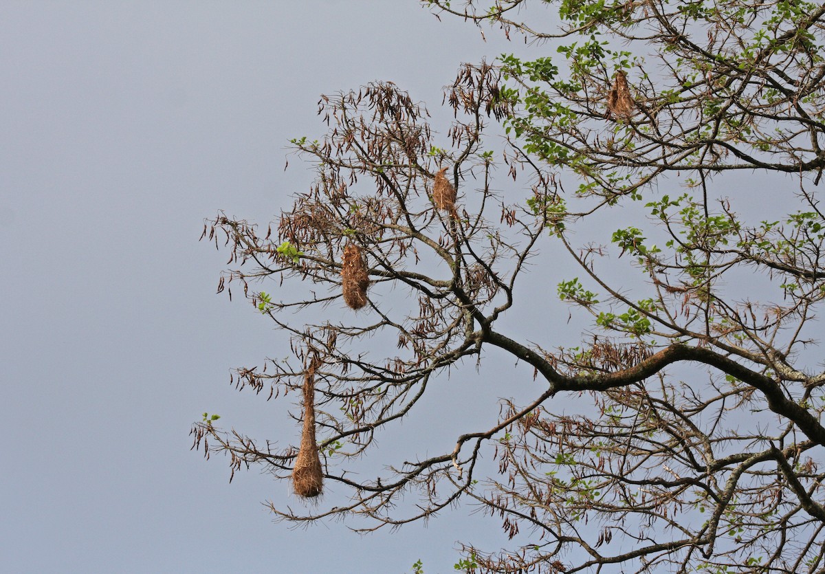 soldatoropendola - ML646091474