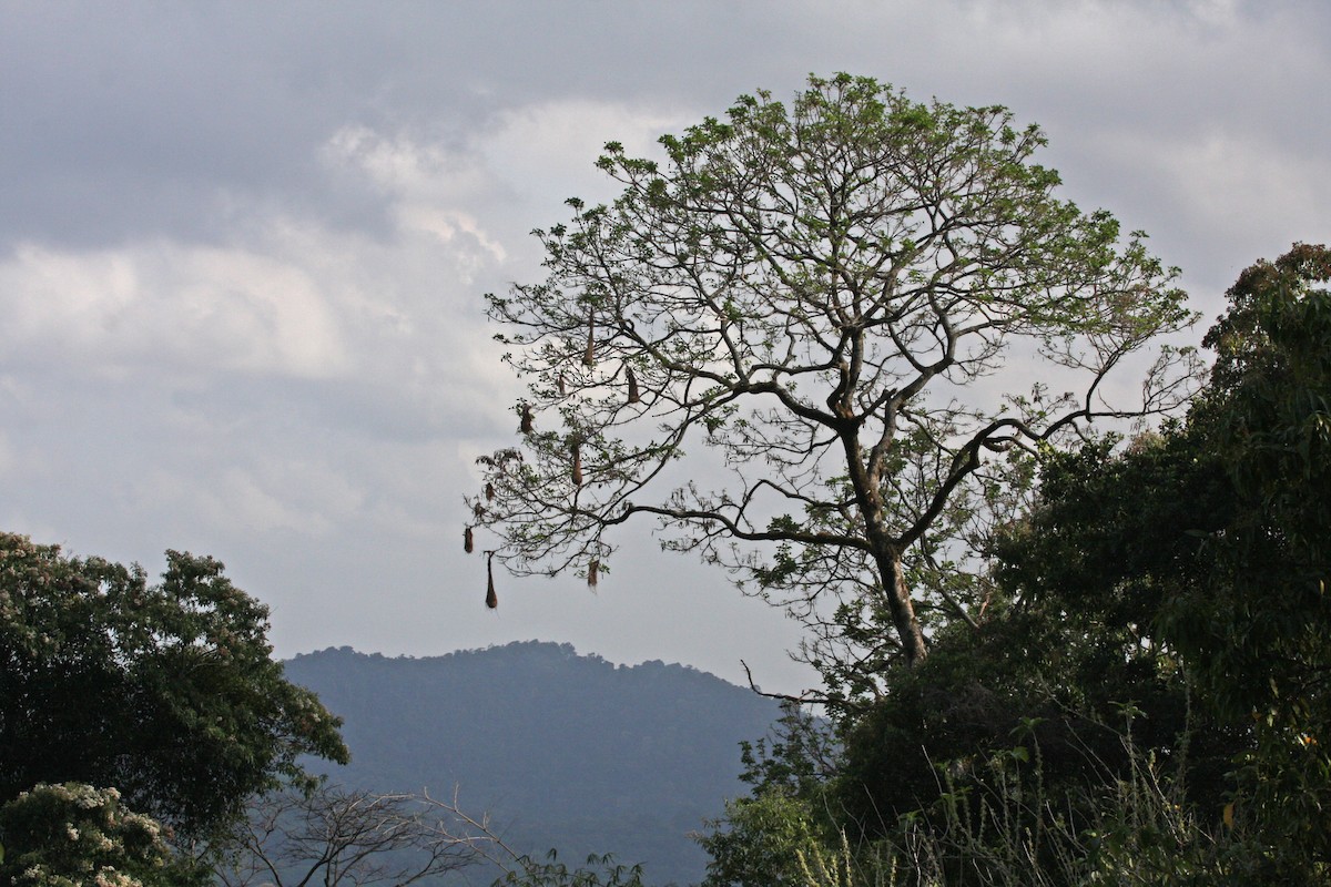 soldatoropendola - ML646091475