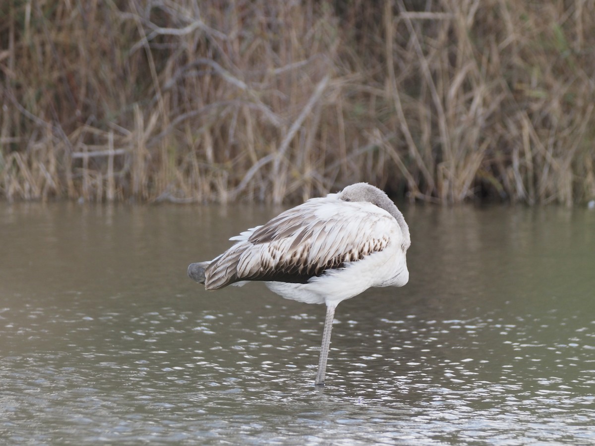 Flamingo - ML646091478