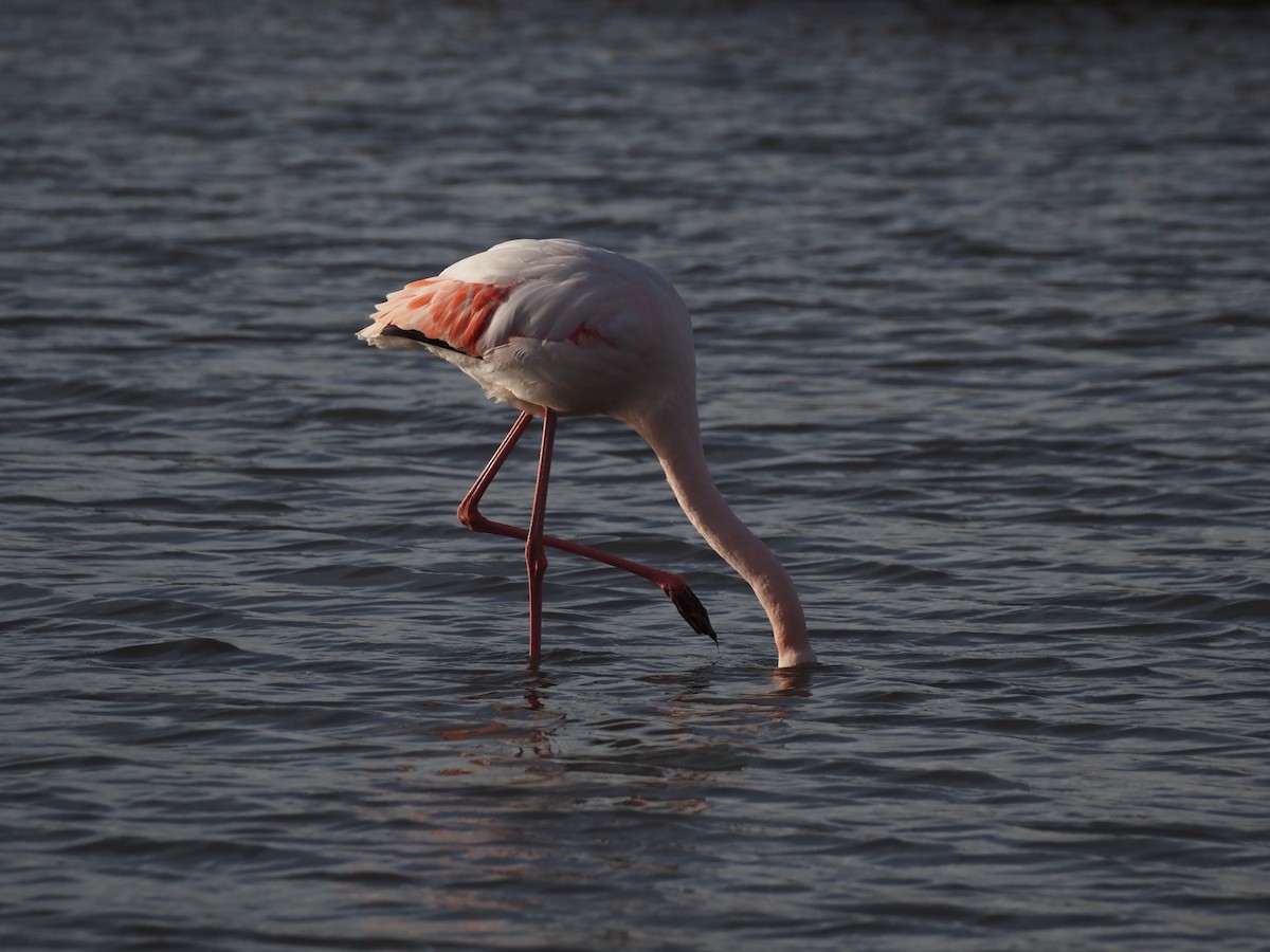Flamingo - ML646091479
