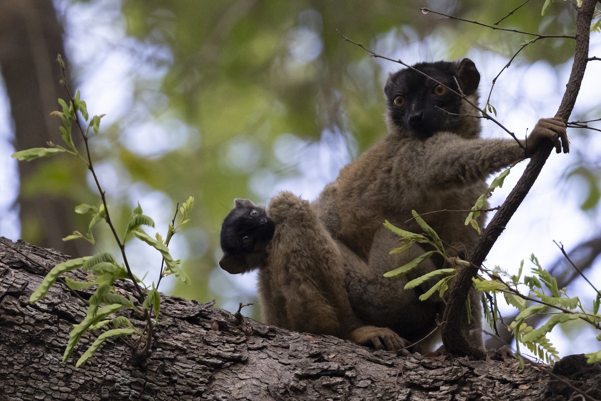 Common Brown Lemur - ML646091481