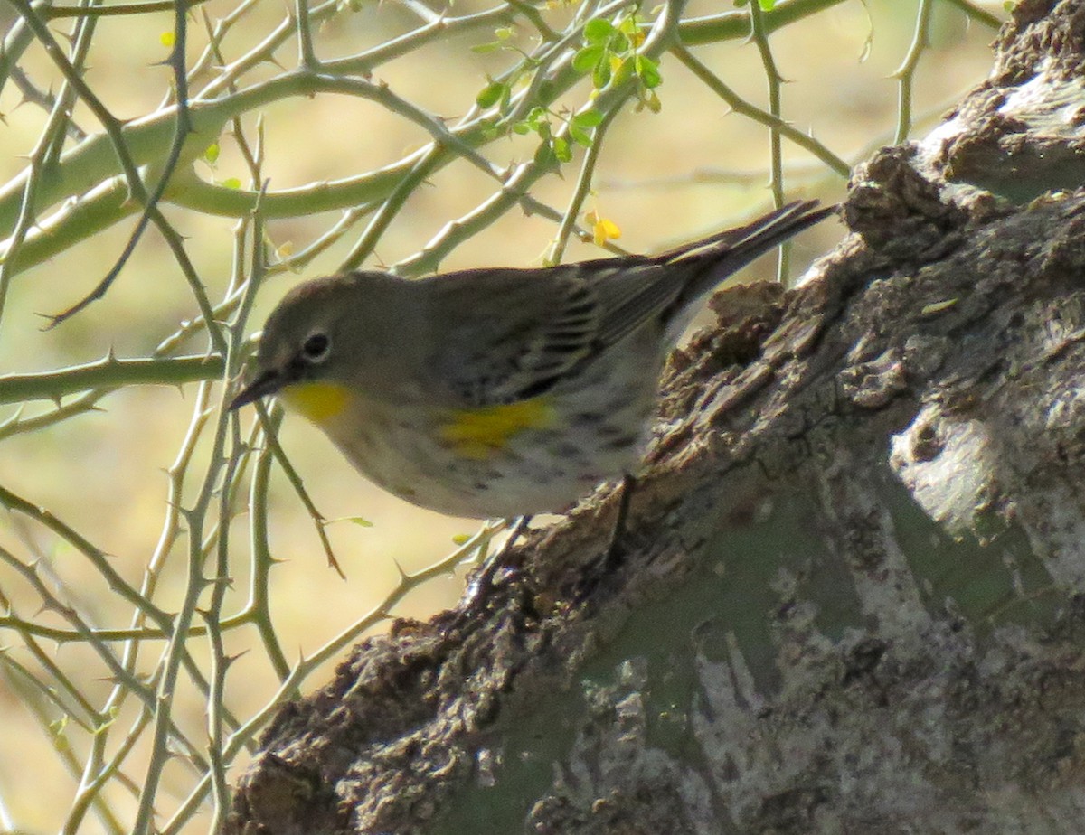 Yellow-rumped Warbler - ML646091482