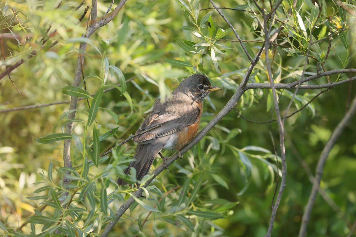 コマツグミ - ML646091483