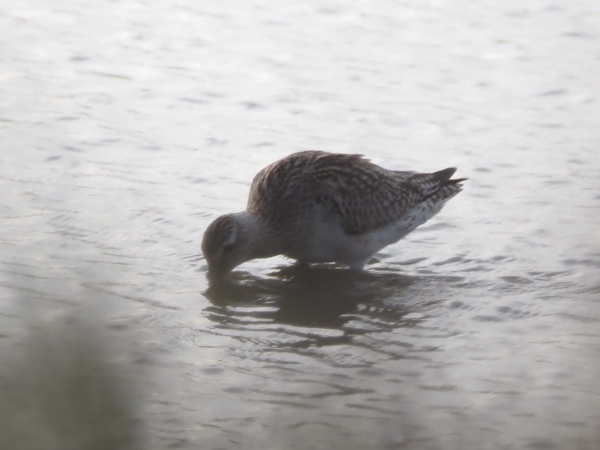 Kıyı Çamurçulluğu - ML646091484