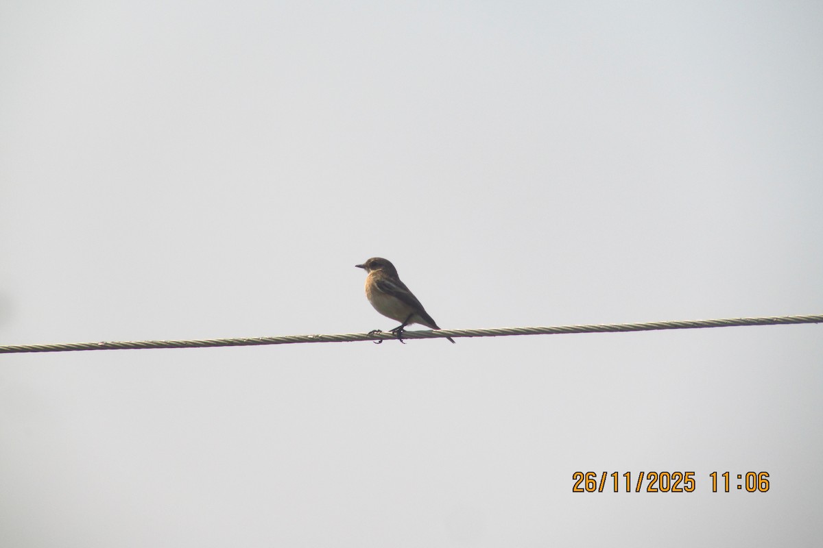 russesvartstrupe - ML646091485