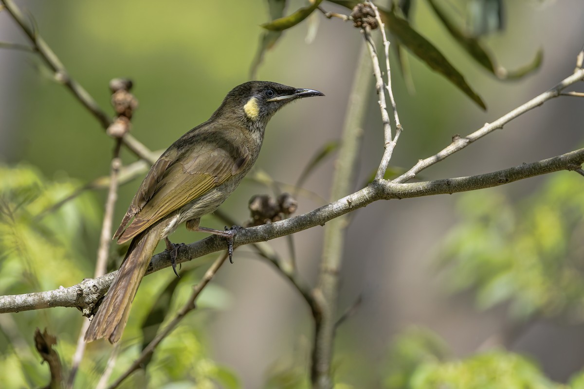 halvmånehonningeter - ML646091486