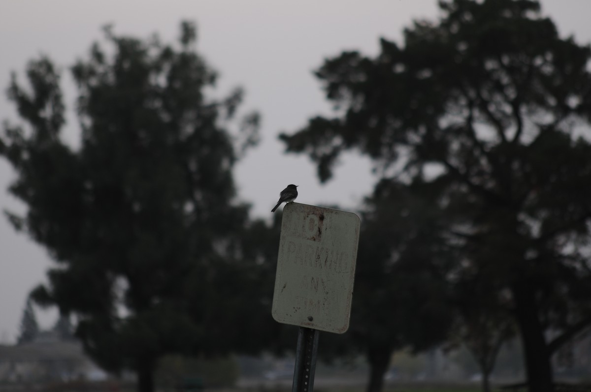 svartfibi - ML646091488