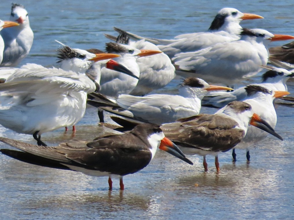 langnebbterne - ML646091489