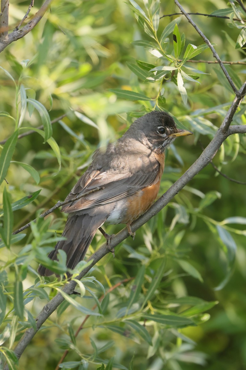 vandretrost - ML646091491