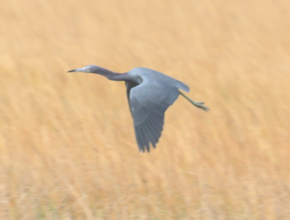 blåhegre - ML646091492