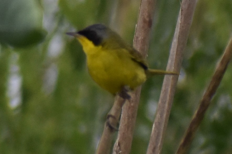 sørgulstrupe - ML646091493