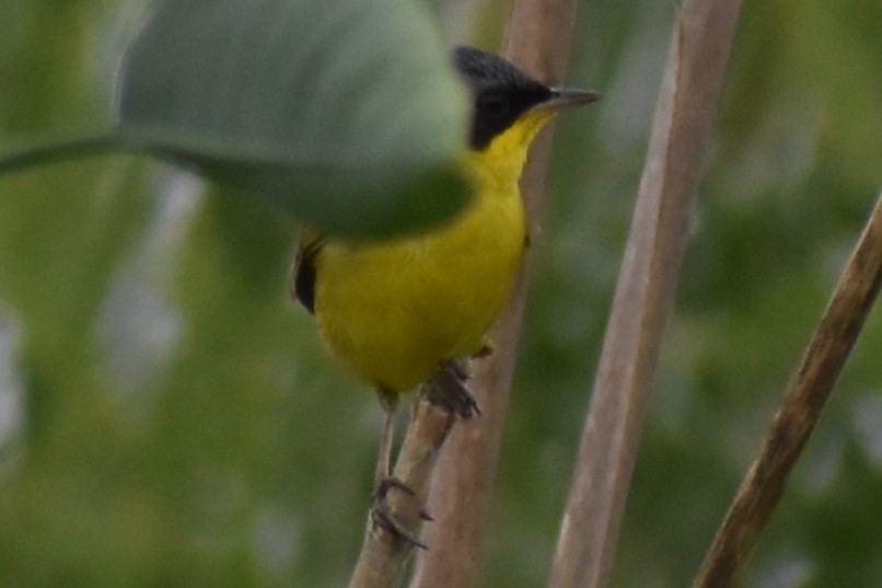 sørgulstrupe - ML646091494