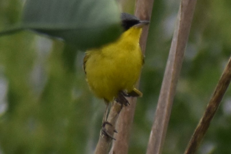 sørgulstrupe - ML646091495