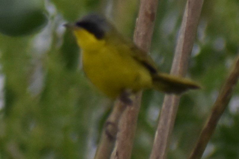 sørgulstrupe - ML646091498