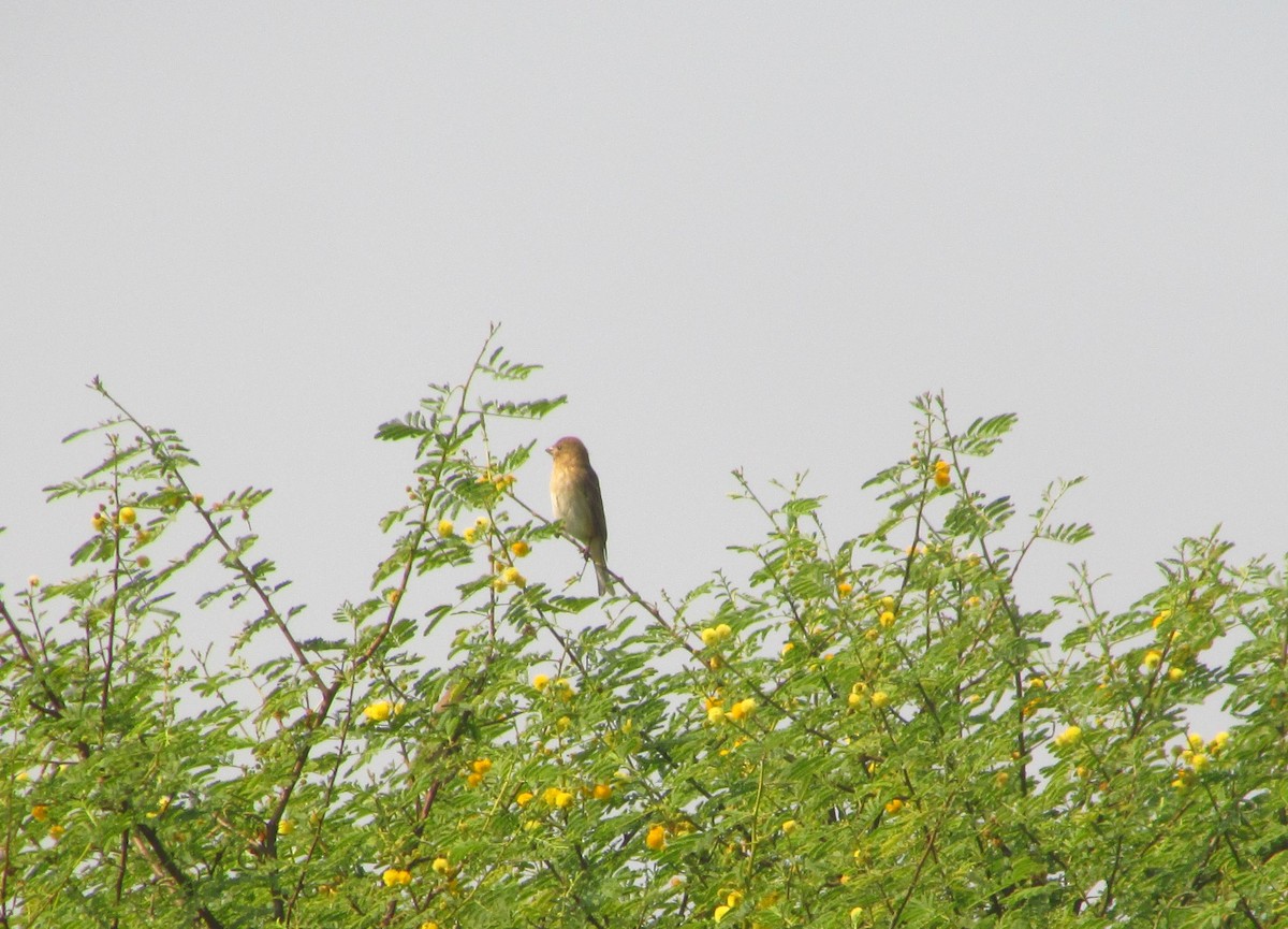 rosenfink - ML646091499