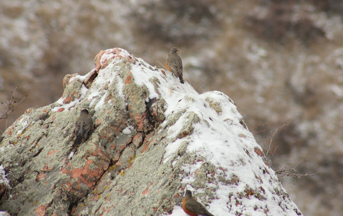 vandretrost - ML646091500