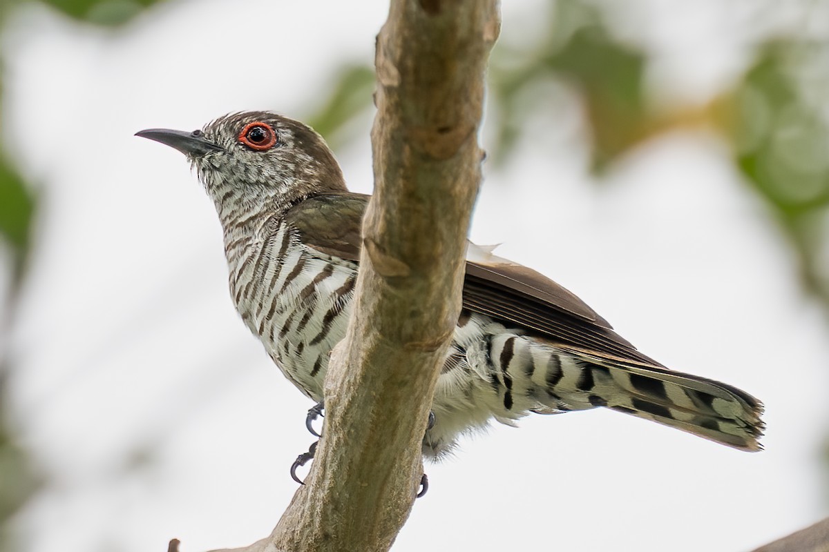 pygmégjøk - ML646091502