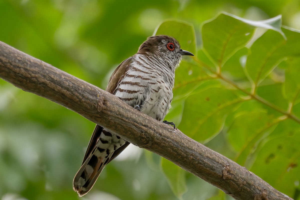 pygmégjøk - ML646091503