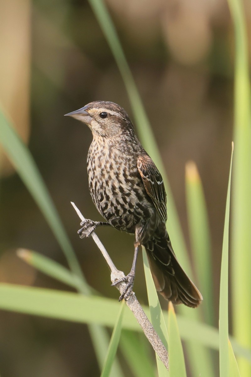 rødvingetrupial - ML646091504