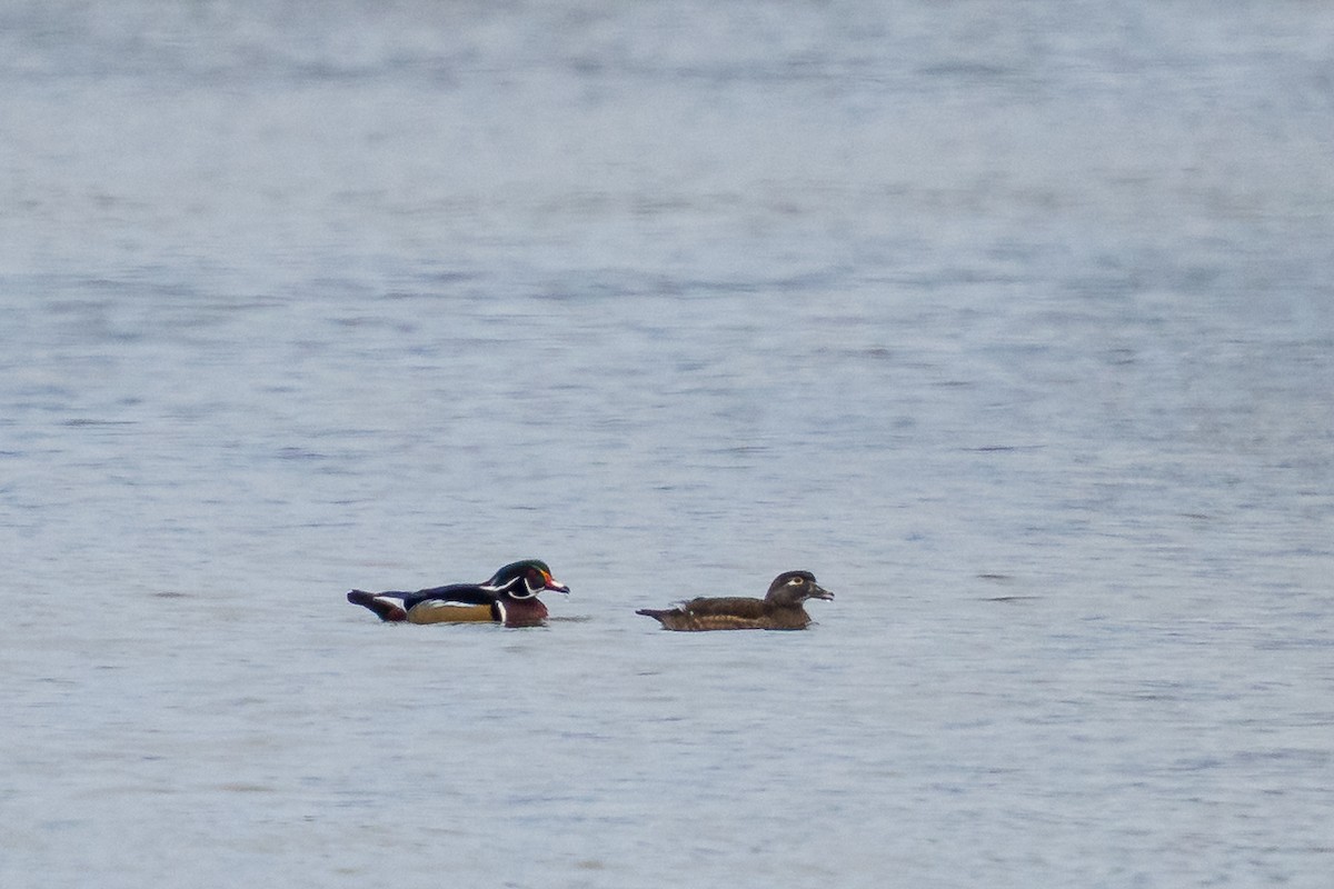 brudeand - ML646091505