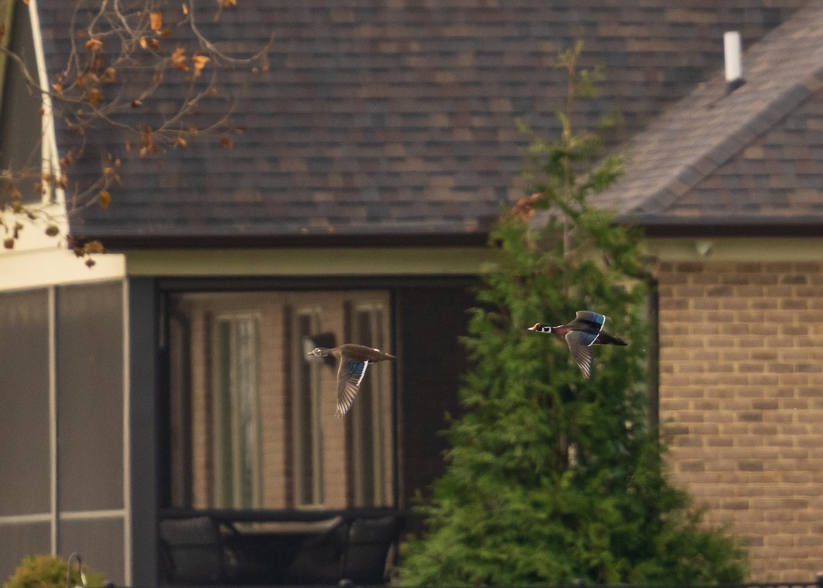 brudeand - ML646091506