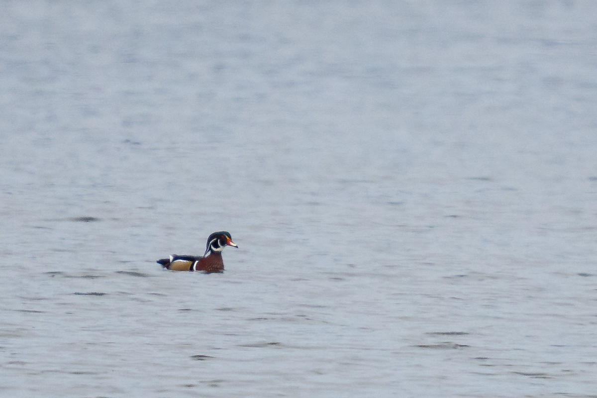 brudeand - ML646091507