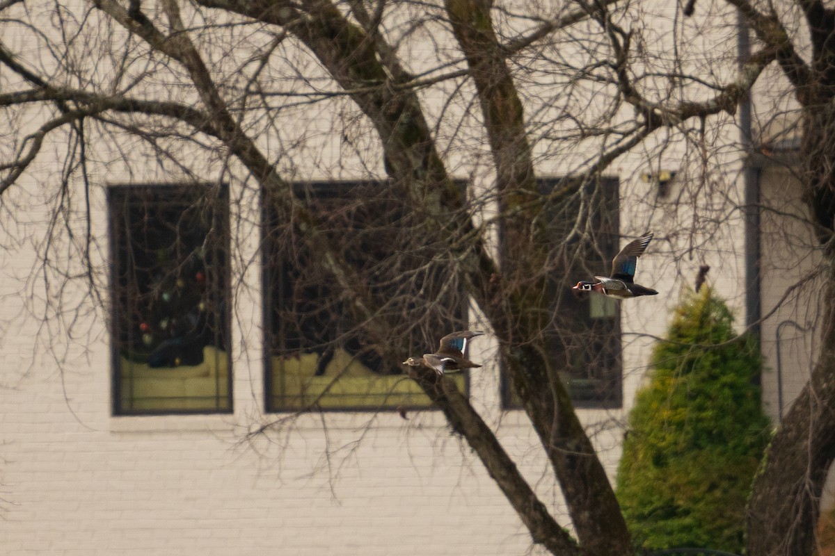 brudeand - ML646091508