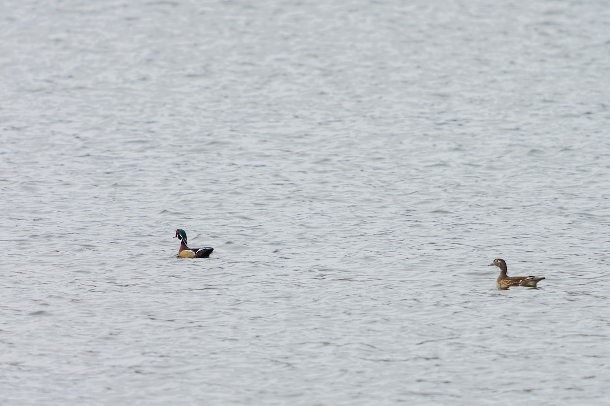 brudeand - ML646091510