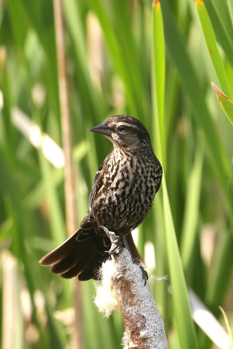 Red-winged Blackbird - ML646091529