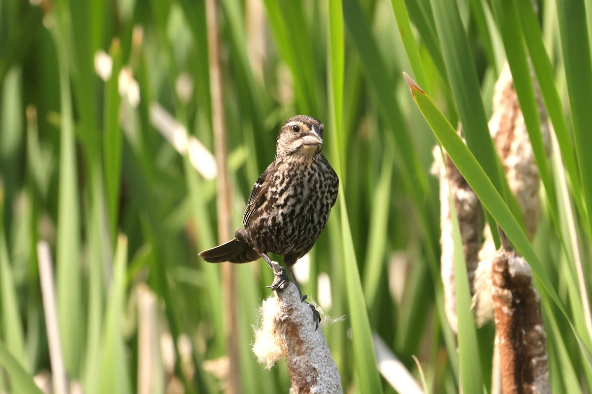 Red-winged Blackbird - ML646091534