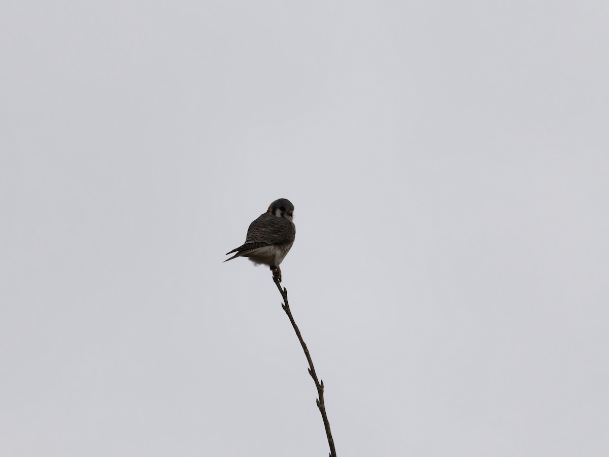 American Kestrel - ML646091536