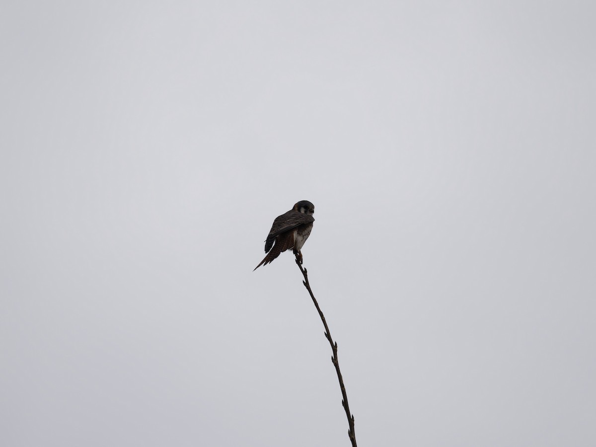 American Kestrel - ML646091537