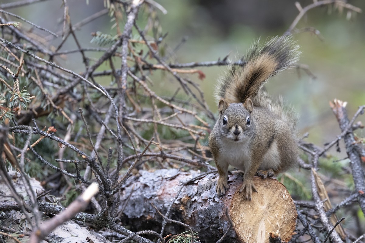American Red Squirrel - ML646091541