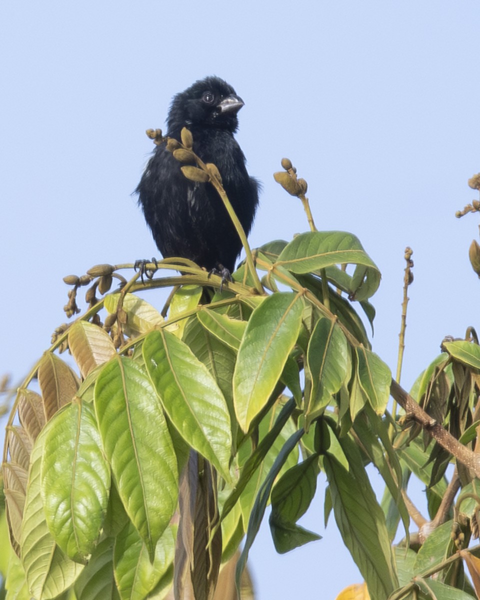 Variable Seedeater - ML646091549