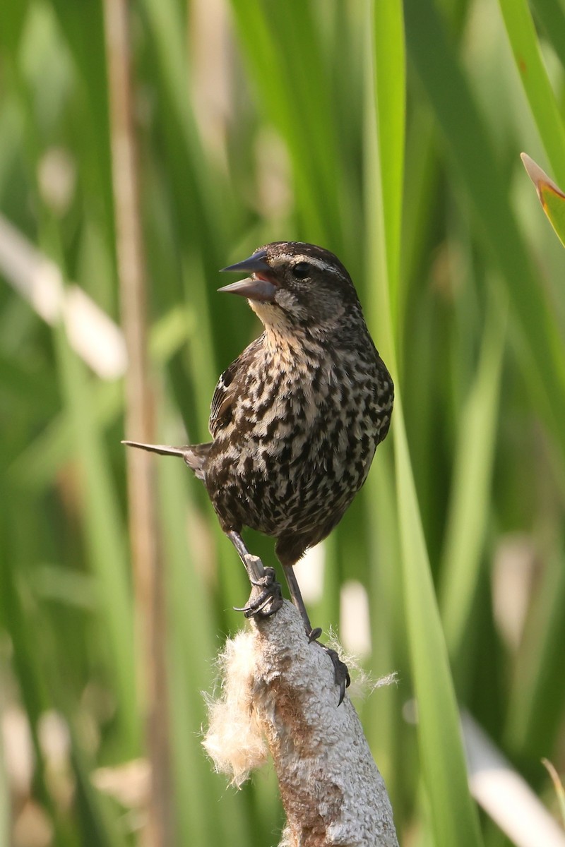Red-winged Blackbird - ML646091551
