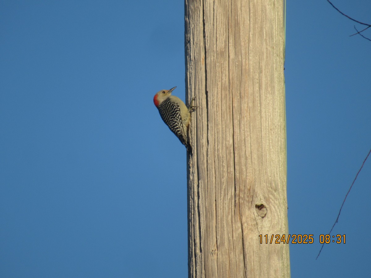 Каролинский дятел - ML646091554