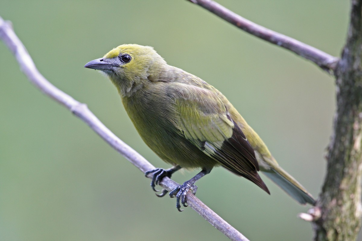 Palm Tanager - ML646091559