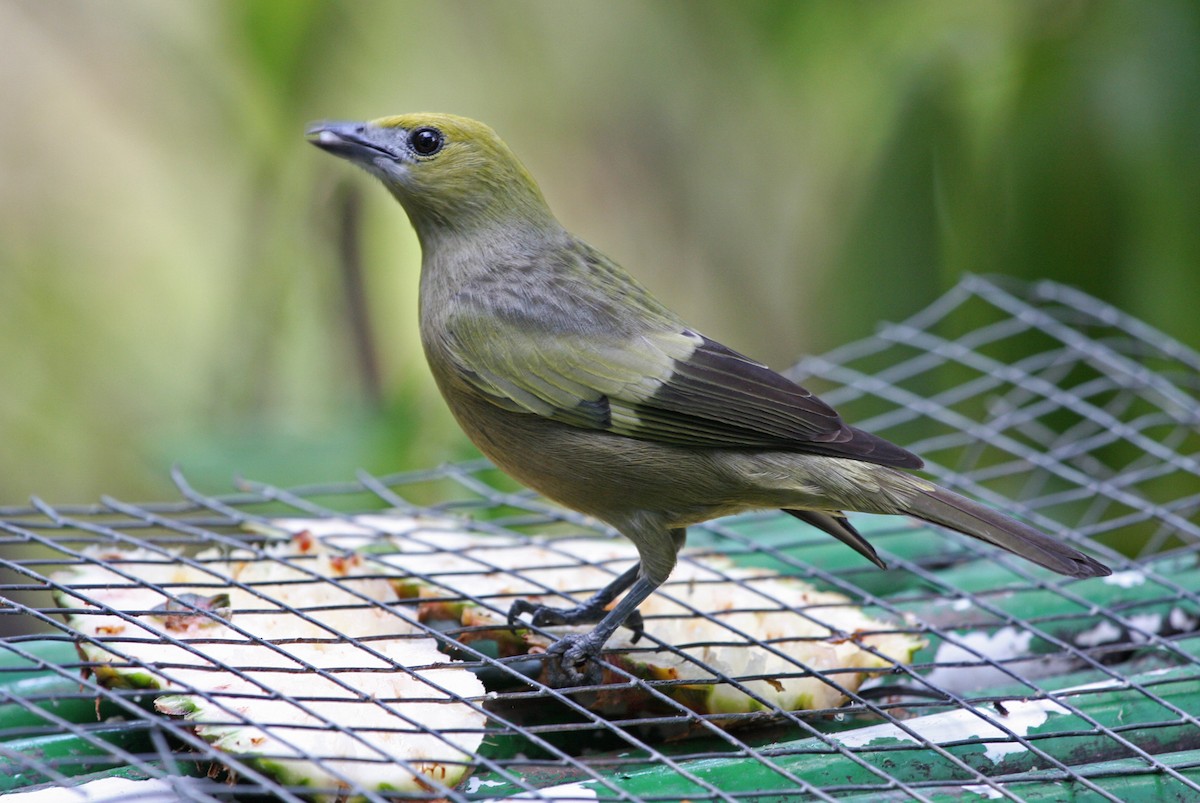 Palm Tanager - ML646091560