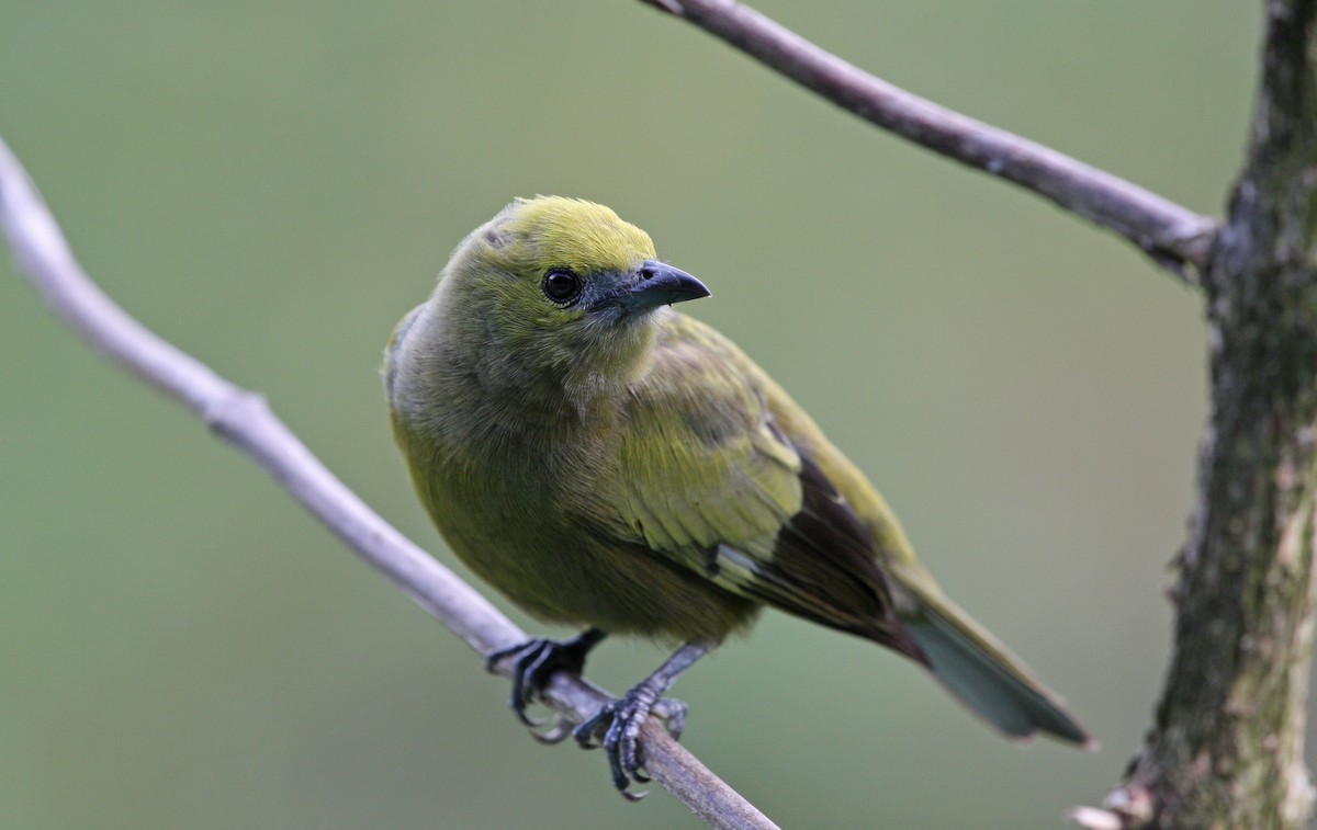 Palm Tanager - ML646091561