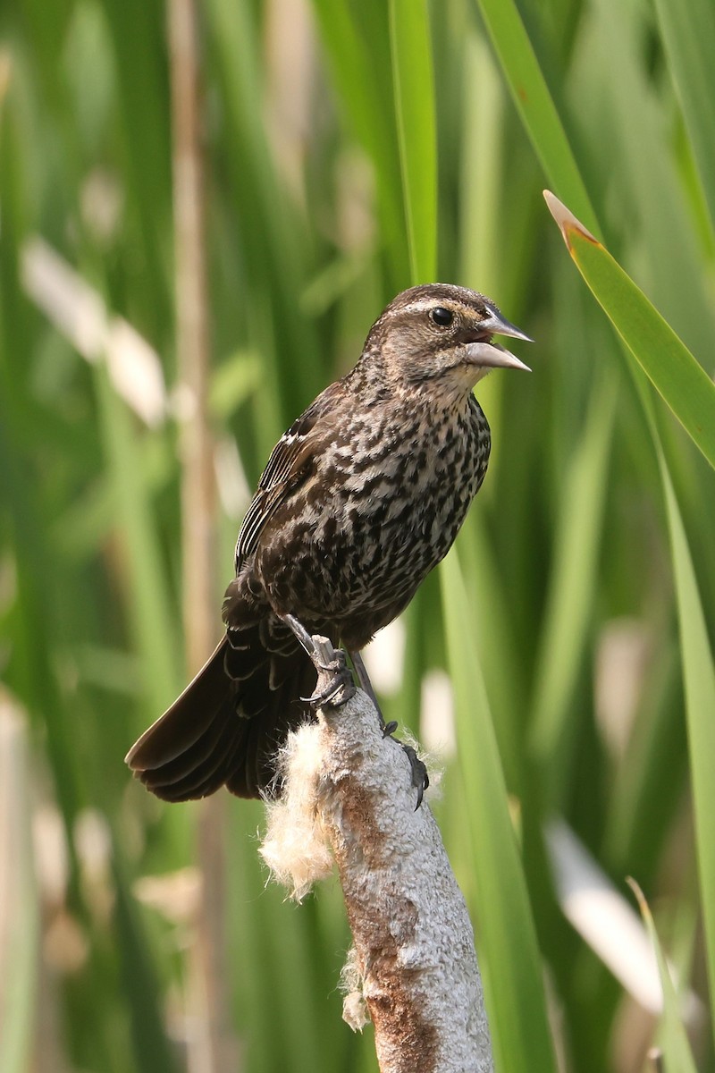 Red-winged Blackbird - ML646091562