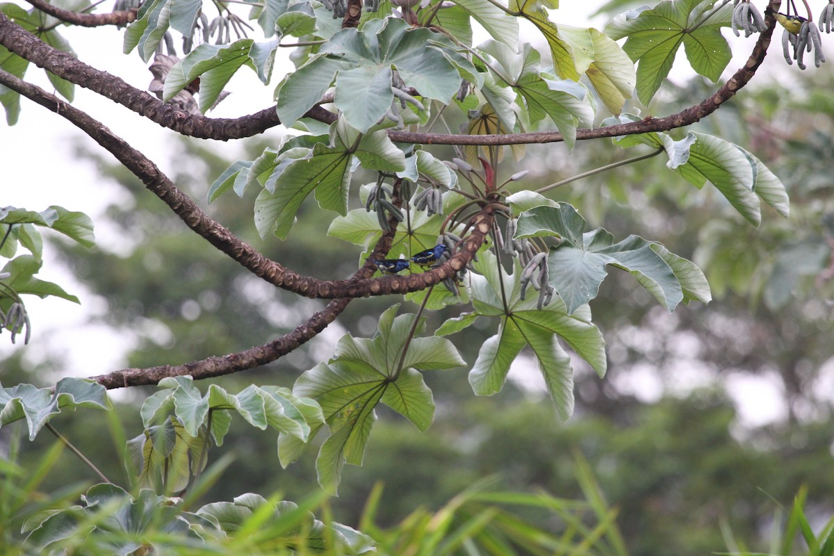 Calliste diable-enrhumé - ML646091565