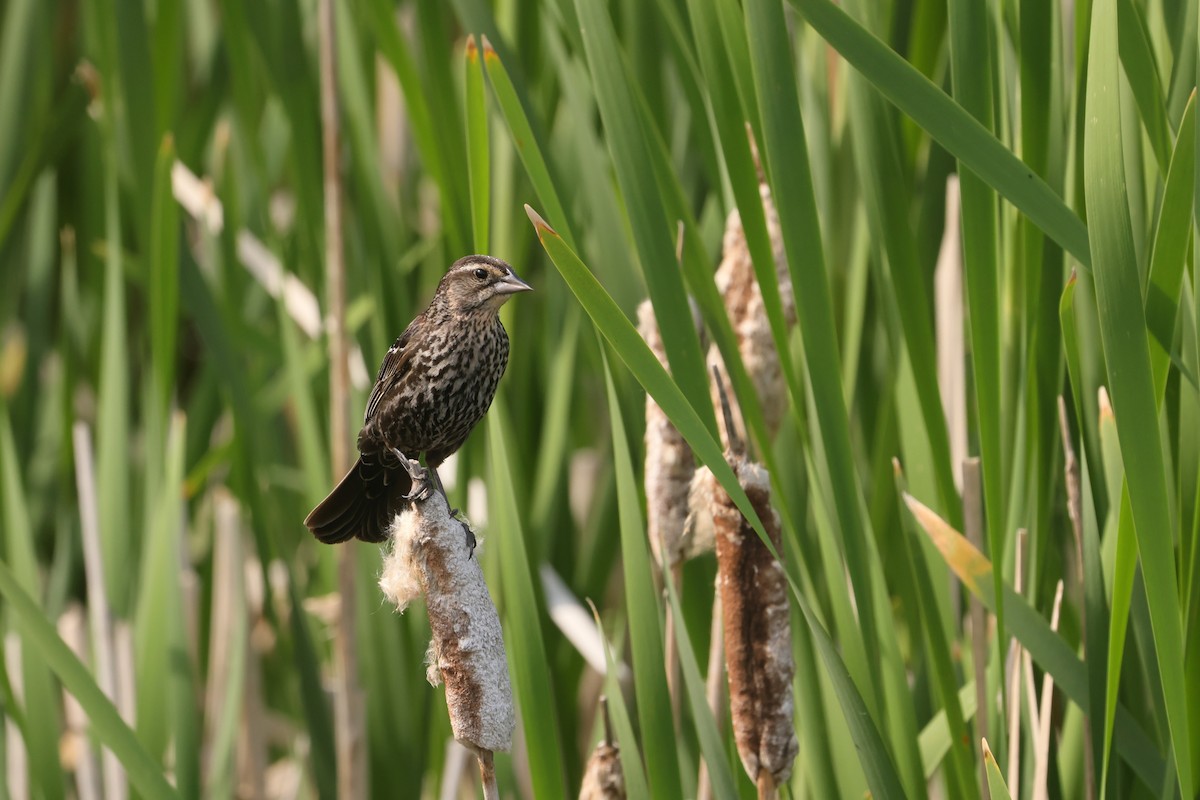 Red-winged Blackbird - ML646091566